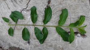 Attēlu rezultāti vaicājumam “Rhamnus cathartica leaf”