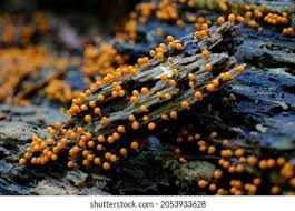 Attēlu rezultāti vaicājumam “Trichia sp.”