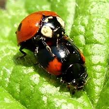 Attēlu rezultāti vaicājumam “Adalia bipunctata”