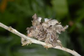 Attēlu rezultāti vaicājumam “Thetidia smaragdaria”