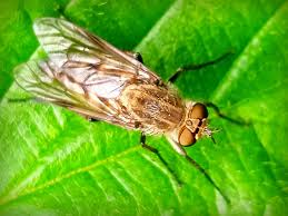 Attēlu rezultāti vaicājumam “Therevidae”