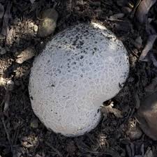 Attēlu rezultāti vaicājumam “Calvatia utriformis”