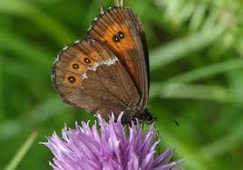 Attēlu rezultāti vaicājumam “Erebia ligea upperside”