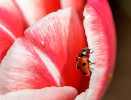 Attēlu rezultāti vaicājumam “Coccinella septempunctata imago”