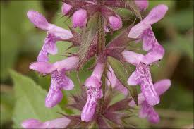 Attēlu rezultāti vaicājumam “Stachys palustris flower”