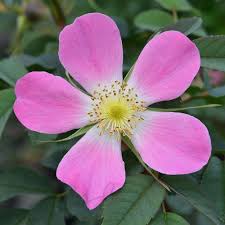 Attēlu rezultāti vaicājumam “Rosa glauca flower”
