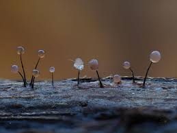 Attēlu rezultāti vaicājumam “Comatricha sp.”