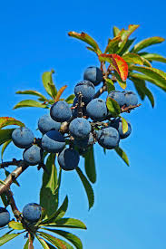 Attēlu rezultāti vaicājumam “Prunus spinosa fruit”