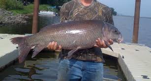 Image result for Ictiobus niger