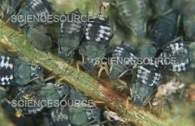 Attēlu rezultāti vaicājumam “Aphis fabae”