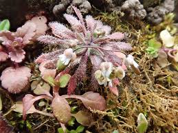 Attēlu rezultāti vaicājumam “Draba nemorosa fruit”