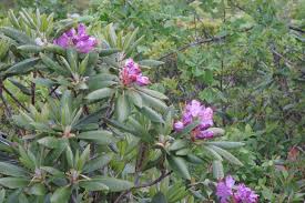 Attēlu rezultāti vaicājumam “Rhododendron catawbiense flower”
