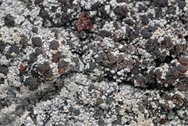 Attēlu rezultāti vaicājumam “Trapeliopsis granulosa”