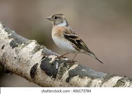 Attēlu rezultāti vaicājumam “Fringilla montifringilla female”