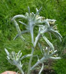 Attēlu rezultāti vaicājumam “Gnaphalium sylvaticum flower”