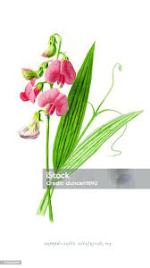 Attēlu rezultāti vaicājumam “Lathyrus latifolius”
