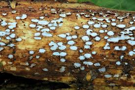 Attēlu rezultāti vaicājumam “Propolis farinosa”