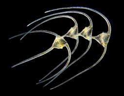 Attēlu rezultāti vaicājumam “Craterium sp.”