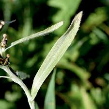Attēlu rezultāti vaicājumam “Gnaphalium sylvaticum bud”