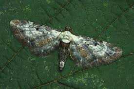 Attēlu rezultāti vaicājumam “Eupithecia succenturiata”