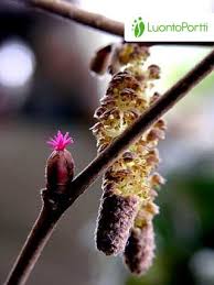 Attēlu rezultāti vaicājumam “Corylus avellana bud”