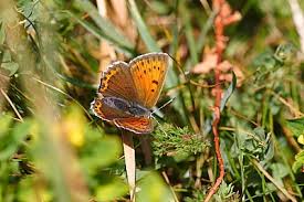 Attēlu rezultāti vaicājumam “Lycaena hippothoe male”