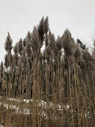 Attēlu rezultāti vaicājumam “Phragmites communis fruit”