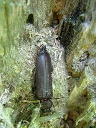 Attēlu rezultāti vaicājumam “Criocephalus rusticus”