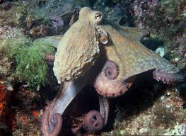 Image result for Octopus vulgaris