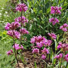 Attēlu rezultāti vaicājumam “Silene viscaria leaf”