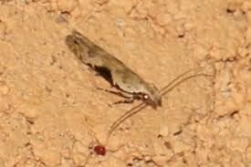 Attēlu rezultāti vaicājumam “Hypatima rhomboidella”