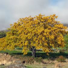 Attēlu rezultāti vaicājumam “Gleditsia triacanthos”