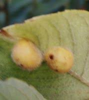 Attēlu rezultāti vaicājumam “Euura pedunculi”