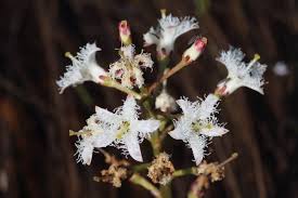 Attēlu rezultāti vaicājumam “Menyanthes trifoliata”