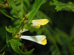 Attēlu rezultāti vaicājumam “Melampyrum pratense”