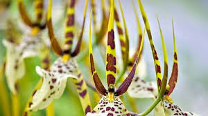Attēlu rezultāti vaicājumam “Dactylorhiza russowii flower”