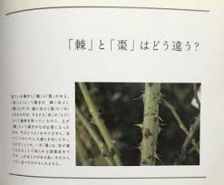 「憚木蝶左」の画像検索結果