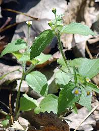 Attēlu rezultāti vaicājumam “Galinsoga quadriradiata leaf”