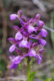 Attēlu rezultāti vaicājumam “Orchis morio”