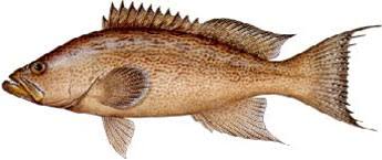 Image result for Mycteroperca microlepis