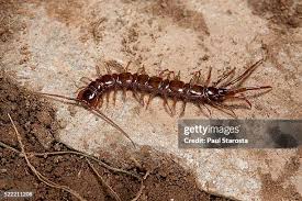 Attēlu rezultāti vaicājumam “Lithobius forficatus”