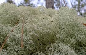 Attēlu rezultāti vaicājumam “Cladonia stellaris”