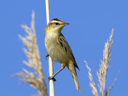 Attēlu rezultāti vaicājumam “Acrocephalus schoenobaenus adult”