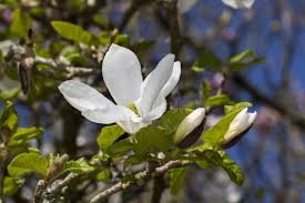 Attēlu rezultāti vaicājumam “Magnolia kobus flower”