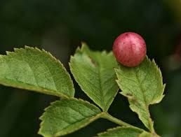 Attēlu rezultāti vaicājumam “Diplolepis eglanteriae”