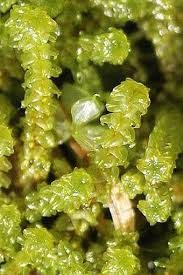 Attēlu rezultāti vaicājumam “Paludella squarrosa”