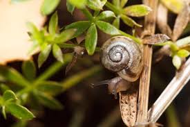 Attēlu rezultāti vaicājumam “Fruticola fruticum”