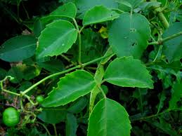 Attēlu rezultāti vaicājumam “Vitaceae”