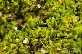 Attēlu rezultāti vaicājumam “Fossombronia wondraczekii”