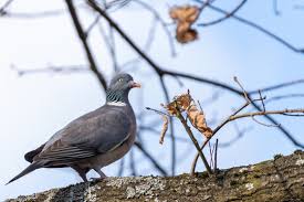 Image result for Columba palumbus